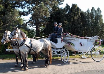 durch die Gärtnerei Nothnagel dekorierte Hochzeitskutsche