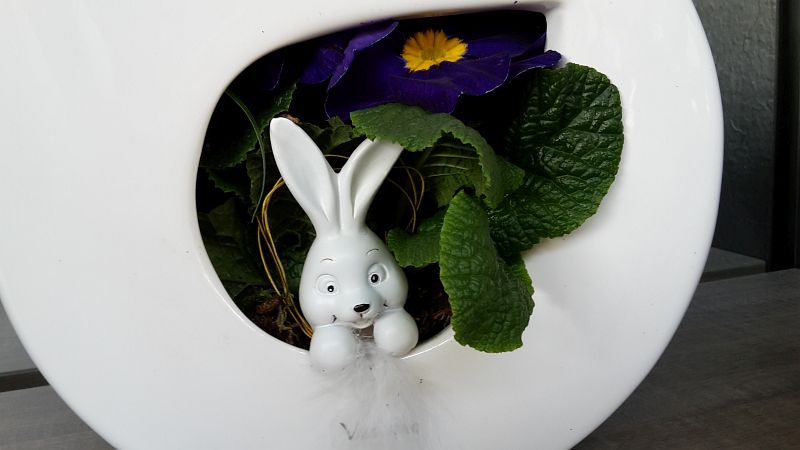 gaertnerei-nothnagel-fruehling-2018-124.jpg