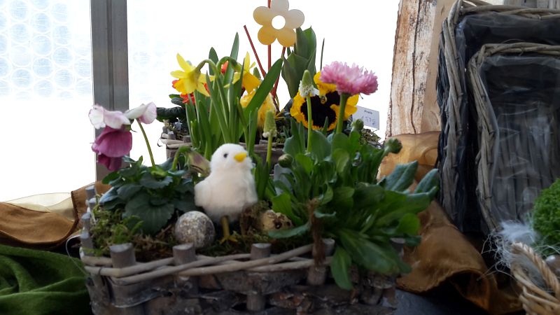 gaertnerei-nothnagel-fruehling-2018-114.jpg