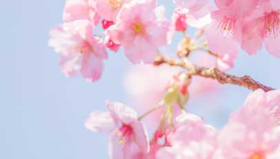 Kirschblüte als Zeichen des Frühlings in der Gärtnerei